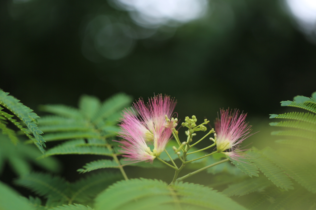 合歓の木の花・・・