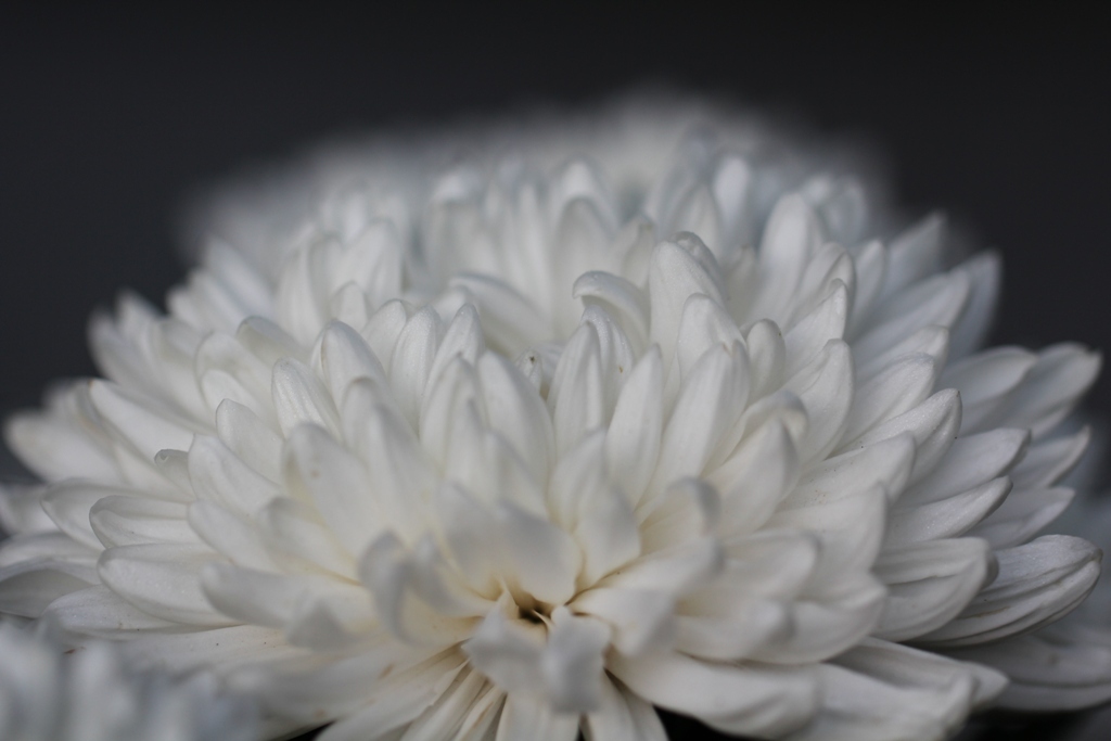 菊花展 其の一