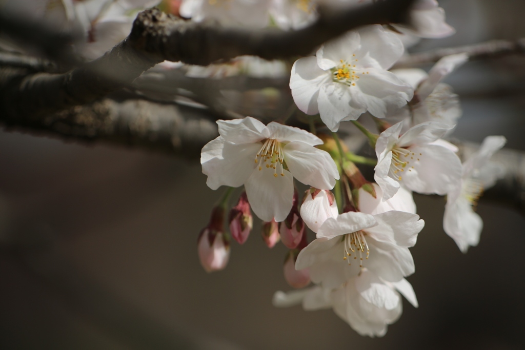 桜開花！ (妻の作品)