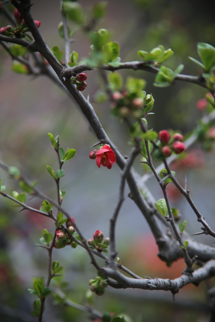 木瓜の花