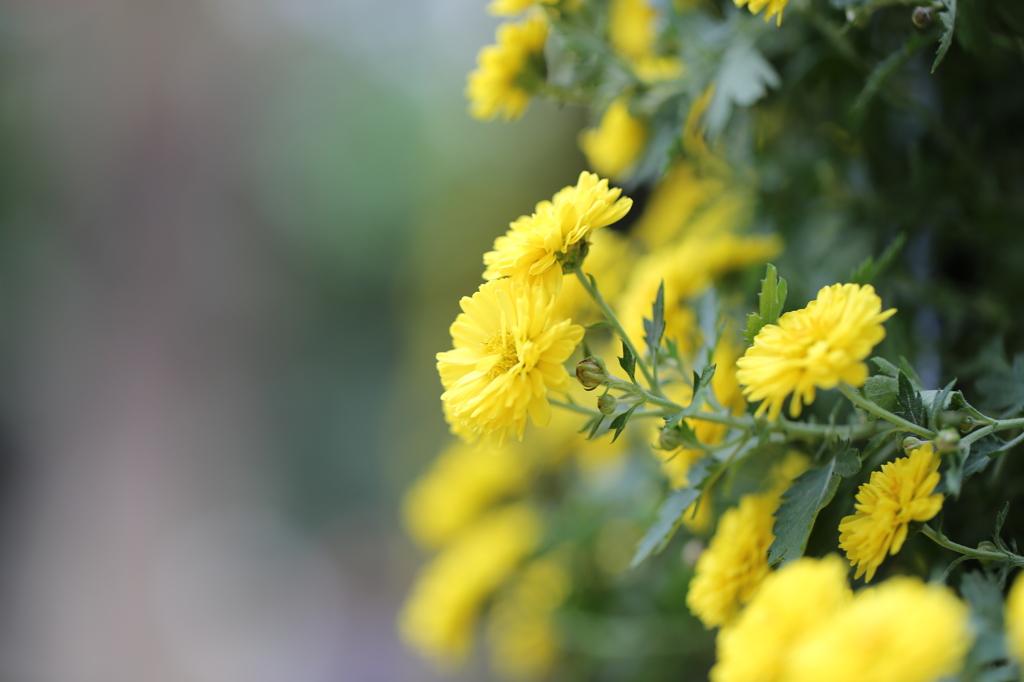 小菊・・・壱