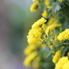 小菊・・・壱