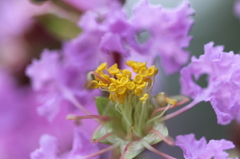 「サルスベリ」の花①