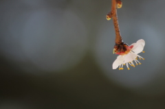 大連の桜（Ⅱ）