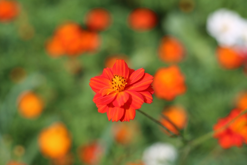 名も知らない花 其の３