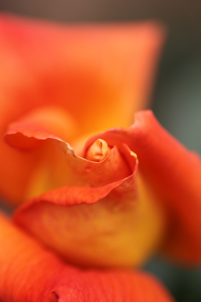 RoseⅢ