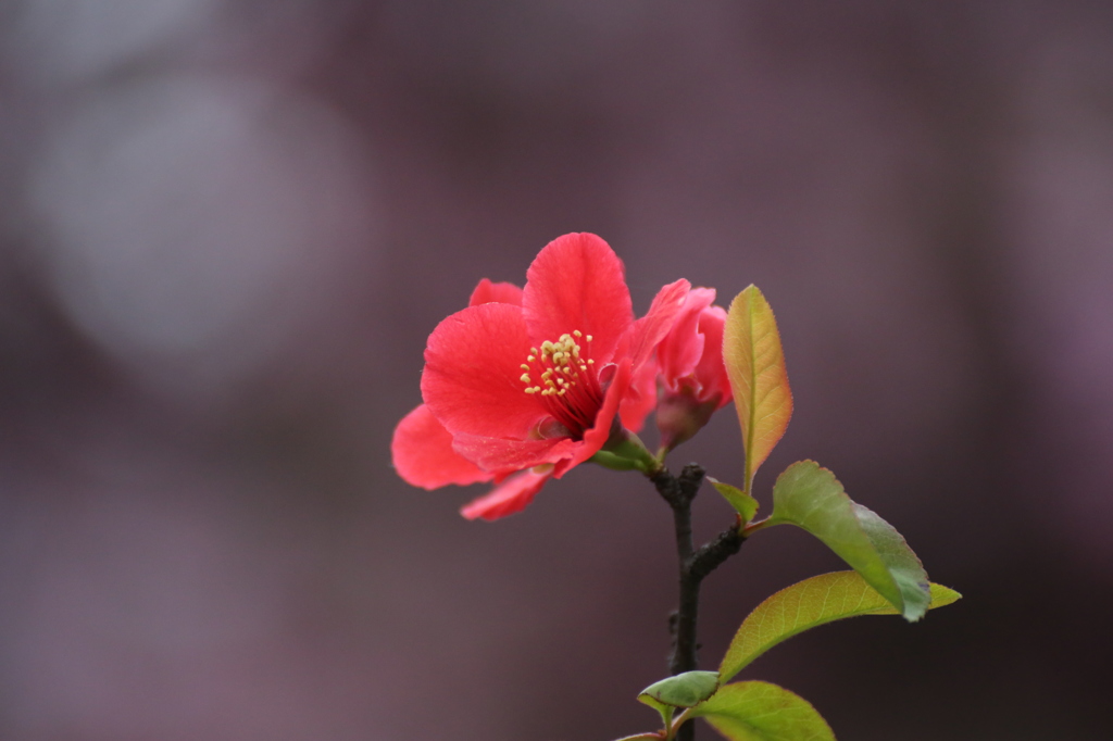 木瓜の花