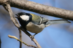 シジュウカラ