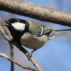 シジュウカラ