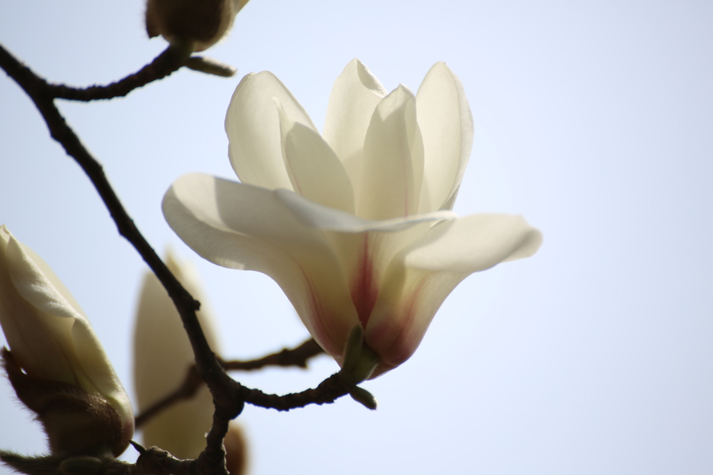 白木蓮（Ⅰ）