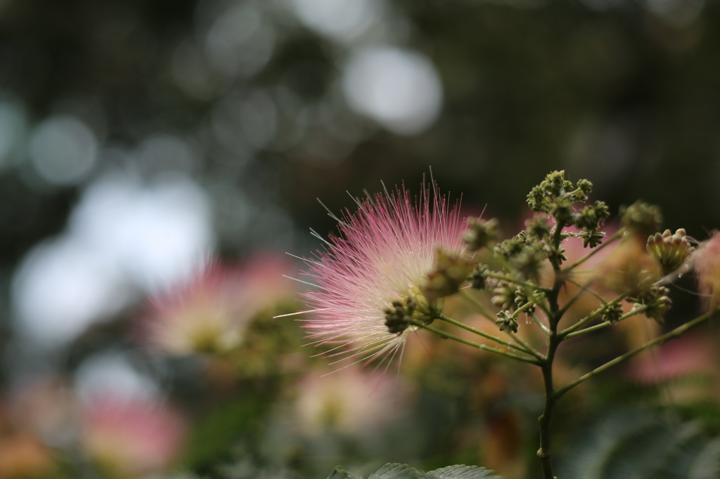 ネムノキの花