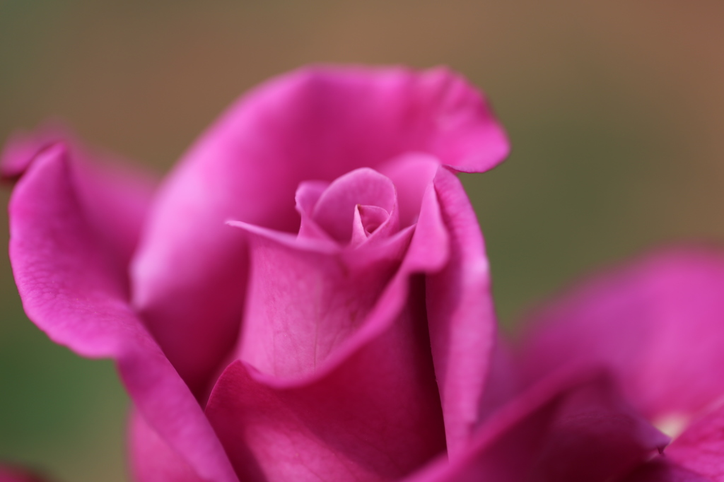 薔薇