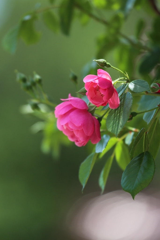 2018 薔薇 其の二