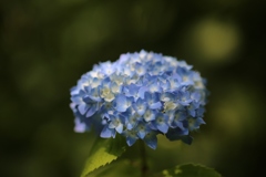 明月院 紫陽花③