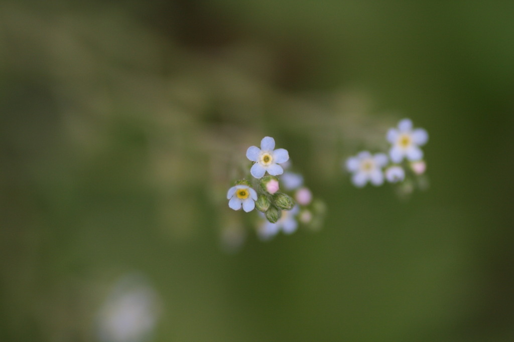 春の花々（Ⅳ）