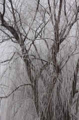 凍る木々（３）