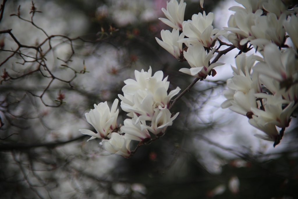 FD135mm F2.5 S.C.・・・⑧