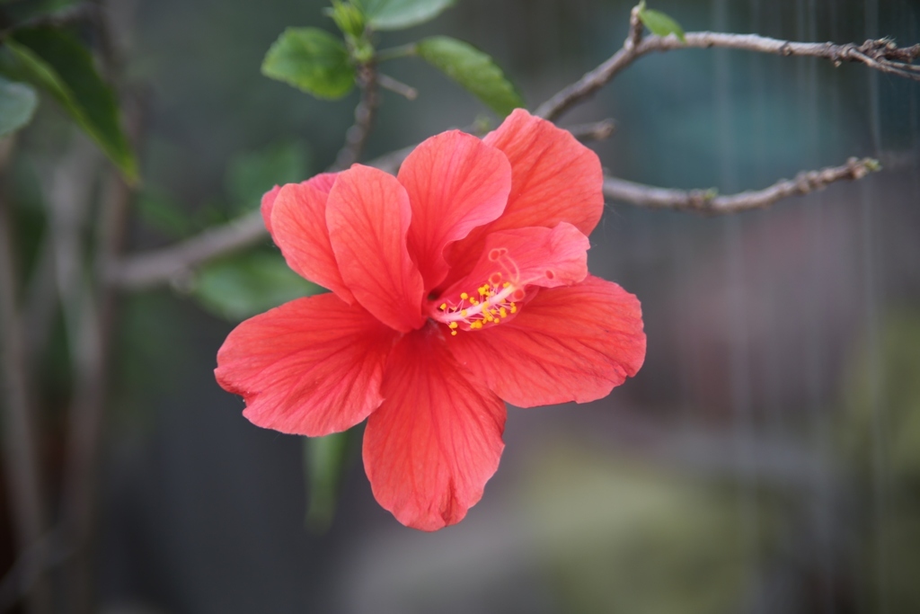 FD100mm F2.8 S.S.C.・・・②