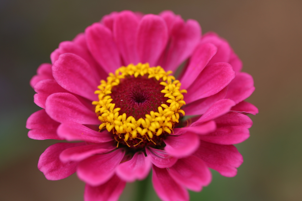 この花は？・・・第１弾