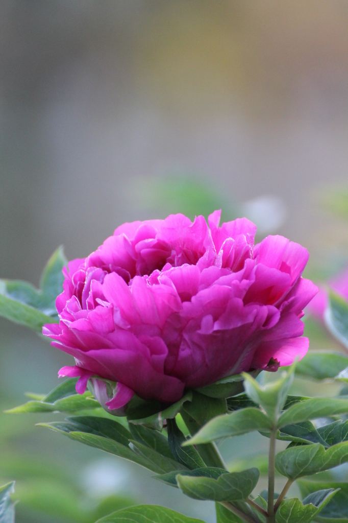 牡丹の花