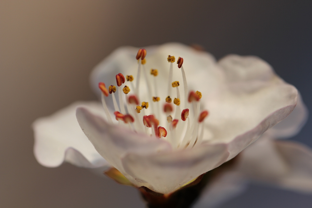 開花!!