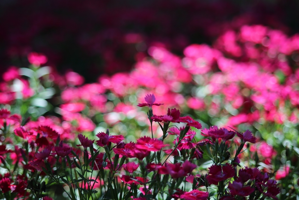 花壇・・・②