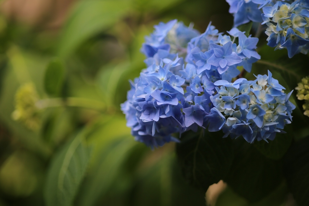 明月院 紫陽花②