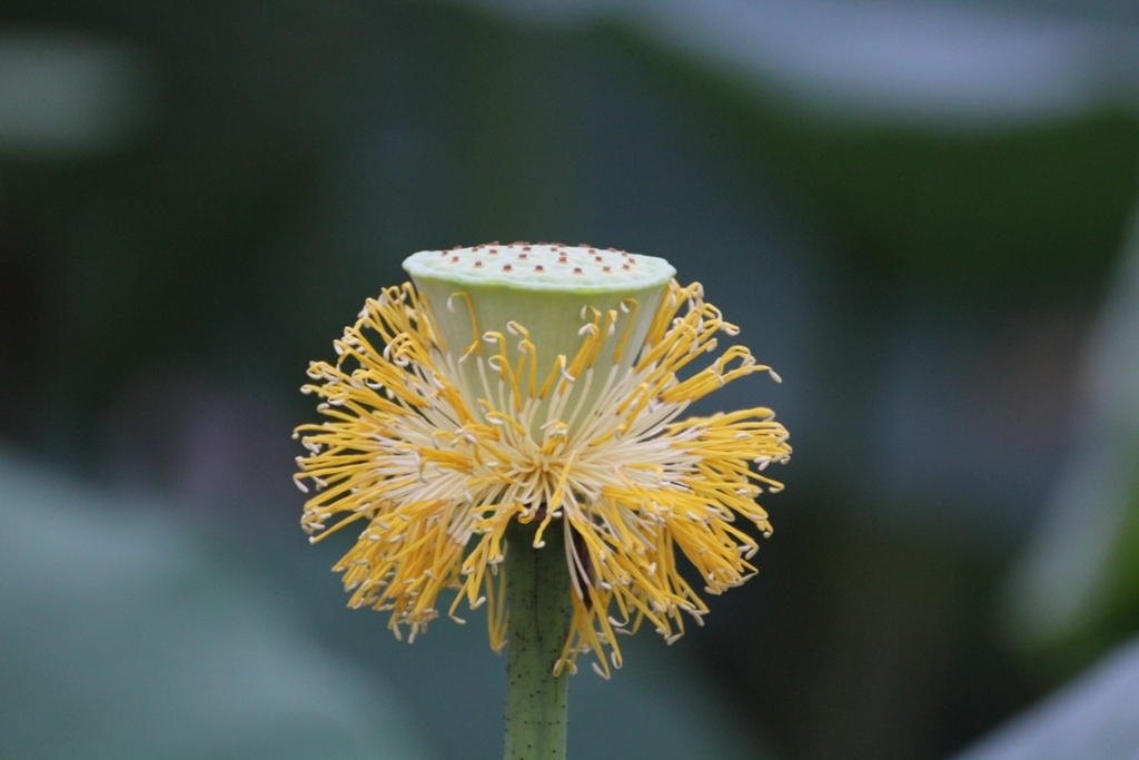 花弁は・・・