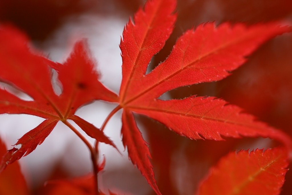 季節はずれの紅葉 Vol.１