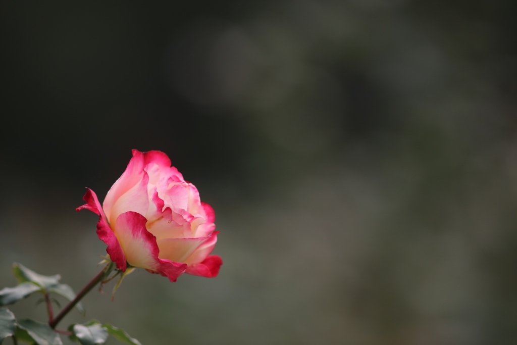 秋薔薇(^_^*)