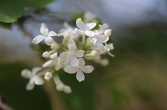 ライラックの花