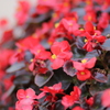 真紅のベゴニア