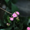 名も知らない花 其の２