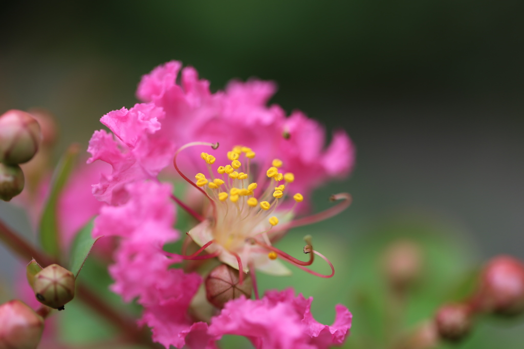 百日紅の花