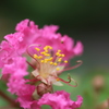 百日紅の花