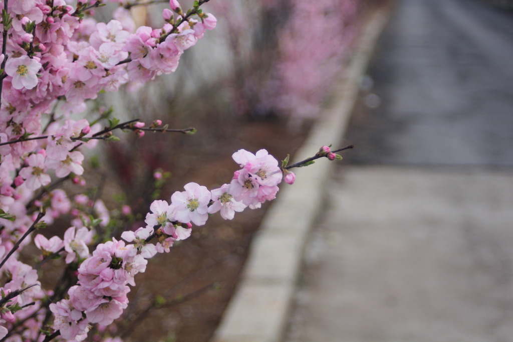 春の花々（Ⅰ）