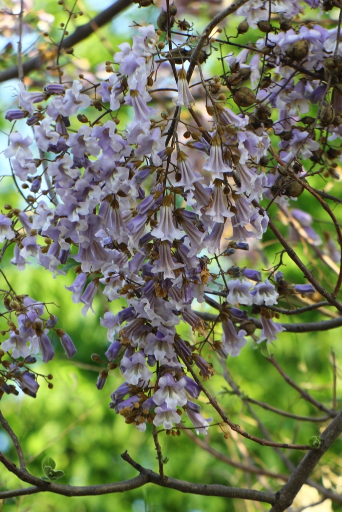 桐の花