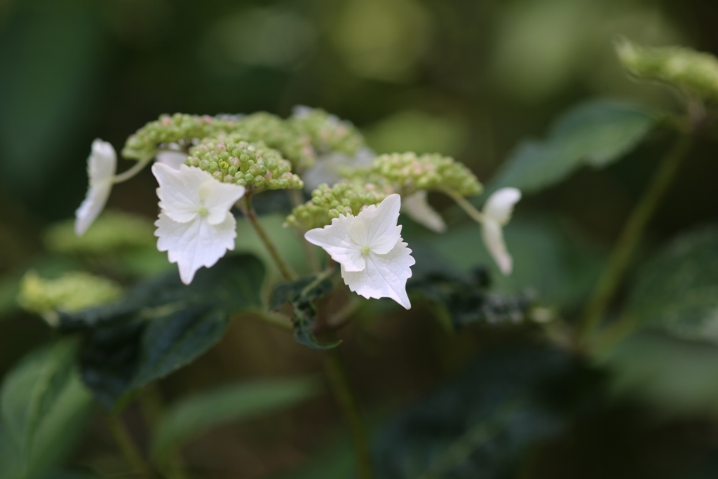 明月院 紫陽花④