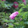 FD200mm F4 S.S.C.・・・⑨
