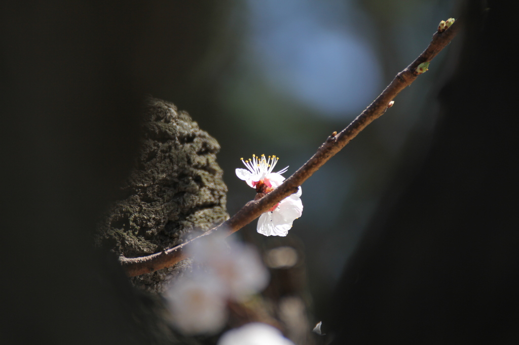 大連の桜（Ⅲ）