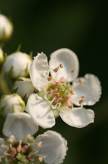 春の花々（Ⅹ）