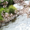 ひかりのどけき春の日に