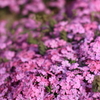 芝桜