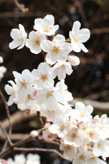 桜-20110402-4