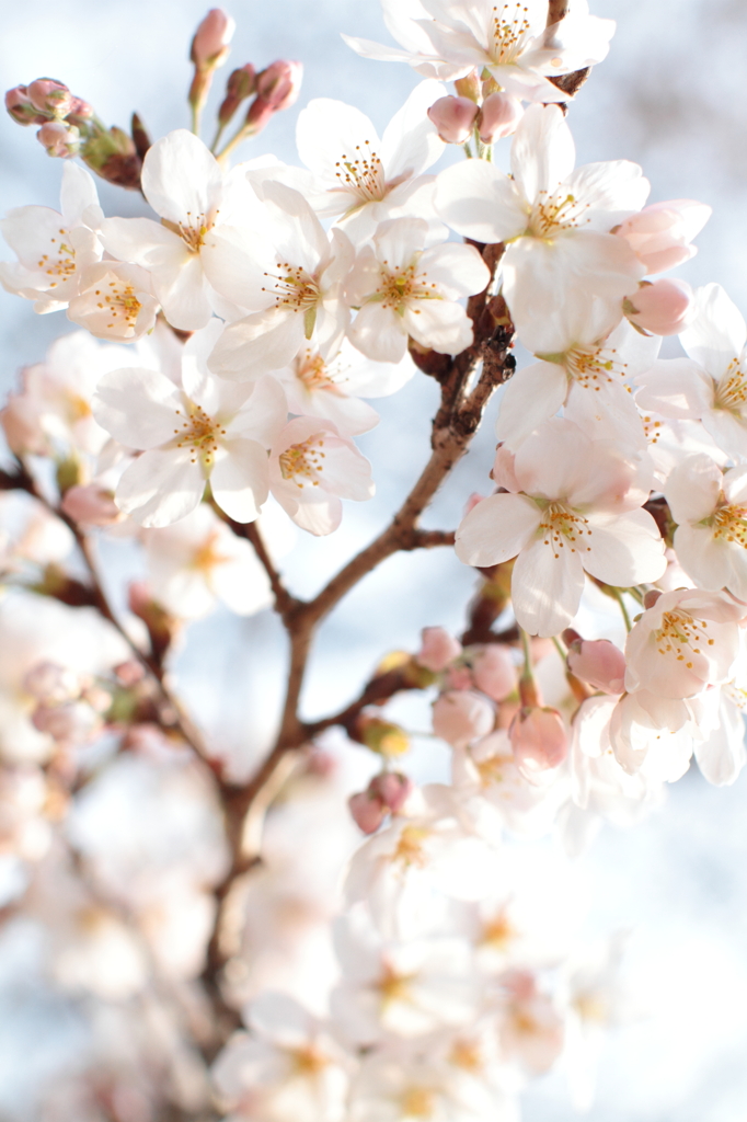 桜-20110402-2