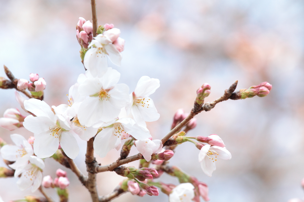 桜-20110402-1