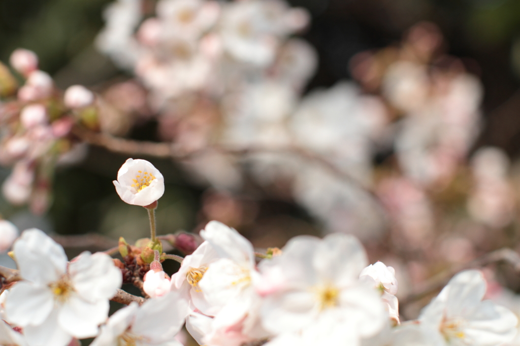 桜-20110402-3