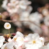 桜-20110402-3
