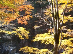 ある日の紅葉