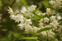 綺麗だったので